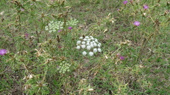 Ammi