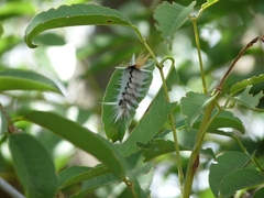 Halysidota ruscheweyhi