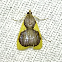 Prooedema inscisalis