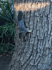 Sciurus niger