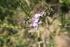 Aspalathus cephalotes violacea