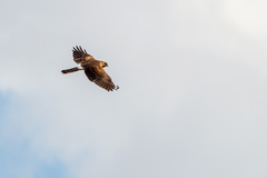 Circus cyaneus × macrourus