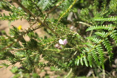 Aspalathus cephalotes violacea