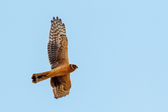 Circus cyaneus × macrourus