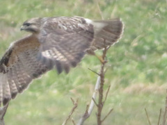 Buteo japonicus