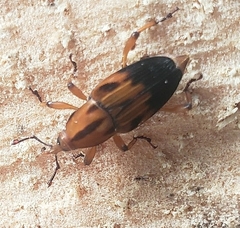 Metamasius hemipterus