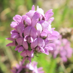 Aspalathus cephalotes violacea