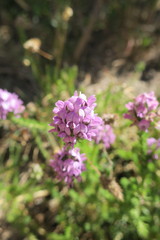 Aspalathus cephalotes violacea