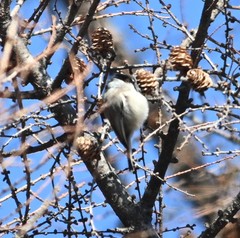 Aegithalos caudatus