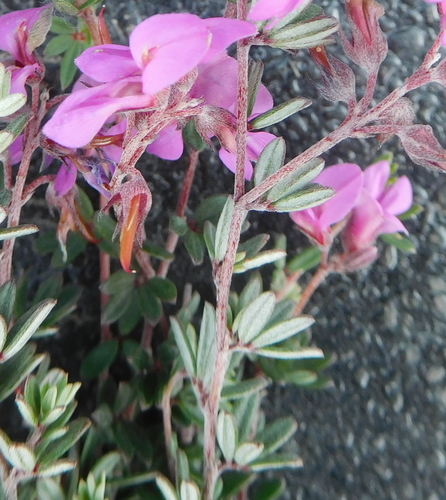 Image of Indigofera swartbergensis by (c) Charles Stirton, some rights reserved (CC BY-SA)