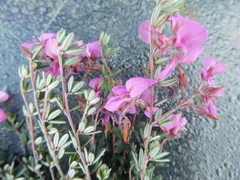 Indigofera sp19a