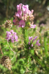 Aspalathus cephalotes violacea