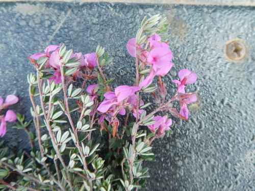 Image of Indigofera swartbergensis by (c) Charles Stirton, some rights reserved (CC BY-SA)