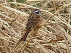 Emberiza cioides
