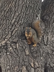 Sciurus niger