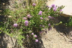 Aspalathus cephalotes violacea