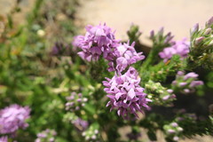 Aspalathus cephalotes violacea