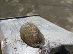 Pseudaneitea