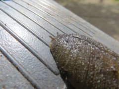 Pseudaneitea