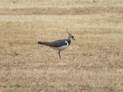 Vanellus vanellus