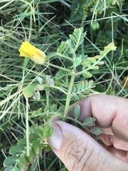 Tribulus cistoides