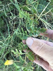 Tribulus cistoides