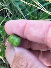 Tribulus cistoides