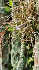 Tillandsia recurvata
