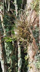 Tillandsia recurvata