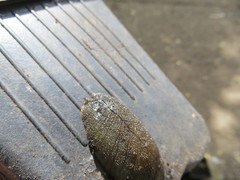 Pseudaneitea