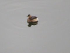 Tachybaptus ruficollis