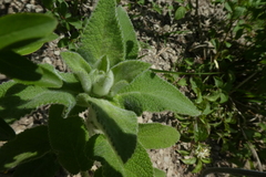 Stachys germanica
