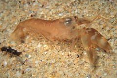 Alpheus parasocialis