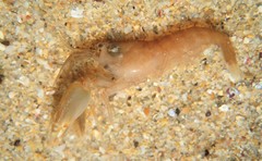Alpheus parasocialis
