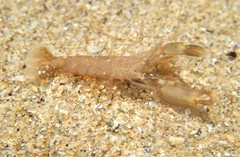 Alpheus parasocialis