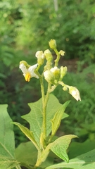 Solanum