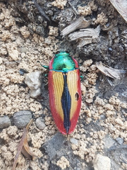 Temognatha