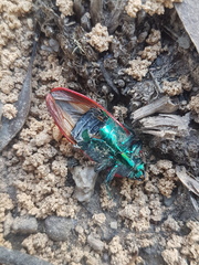 Temognatha