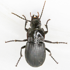 Abax carinatus