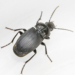Abax carinatus