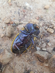 Stigmodera macularia