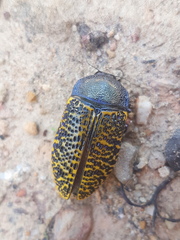 Stigmodera macularia