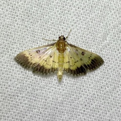 Ategumia adipalis