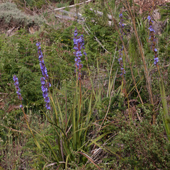 Aristea capitata