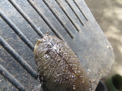 Pseudaneitea