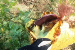 Aplysia extraordinaria