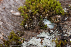Leptobunus