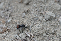 Hoplomutilla maculifrons