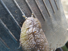 Pseudaneitea