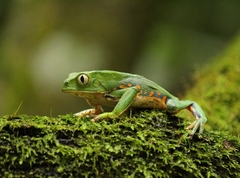 Phyllomedusa burmeisteri